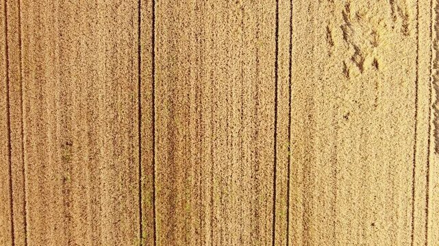 Wheat field from above