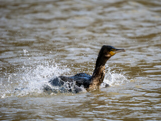 Cormorant Taking Off on a Lake