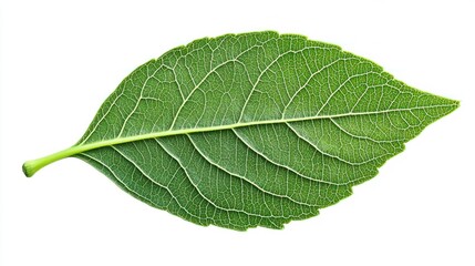 Obraz premium Single green leaf with visible veins isolated on a white background.