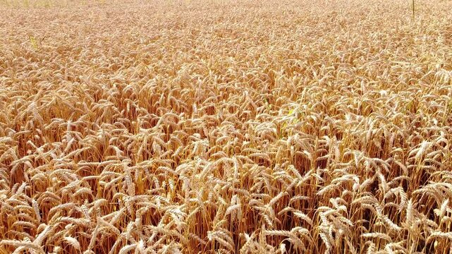 golden wheat field close up