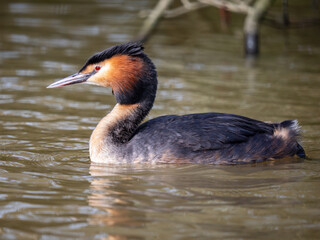 Great Crested Grebe on Water