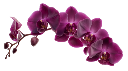 Dark purple orchid flower on transparent and white background, cut out png