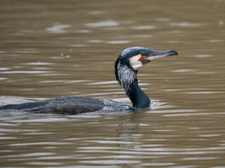 Cormorant Swimming on a Lake