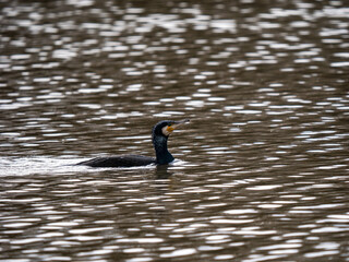 Cormorant Swimming on a Lake