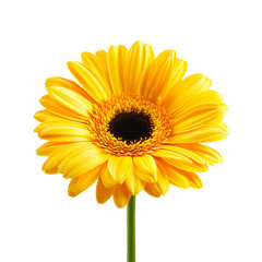 Naklejka premium Yellow gerber. Isolated on transparent background.