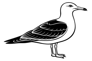 gull silhouette vector