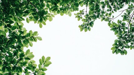 Green leaves frame a white background.