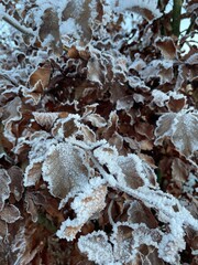 Snowy leaves