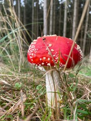 fly agaric mushroom