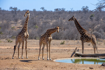 Giraffe