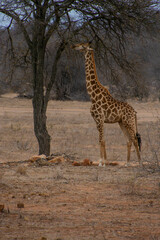 Giraffes, Klaserie Reserve, South Africa, africa