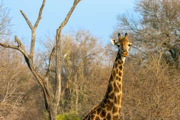 Giraffes, Klaserie Reserve, South Africa
