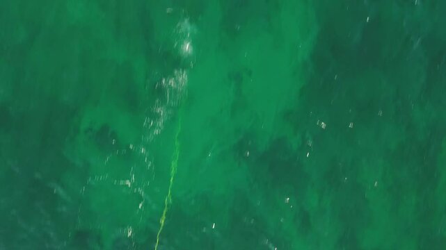 Aerial view, looking straight down from above at a hookah diver under water on calm seas