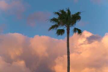 beautiful palm tree in the sunset (Ver. 1)