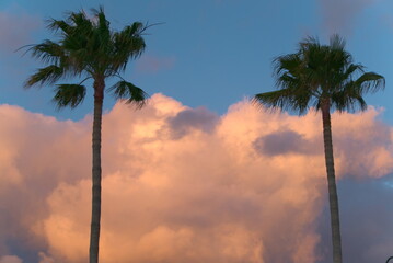 two beautiful palm trees in the sunset