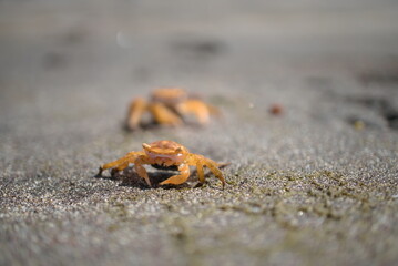 close up view of two crabs