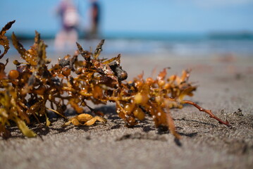 Seagrass with crab on the beach