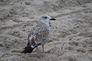 Lonely Seagull on the Sand by the Sea