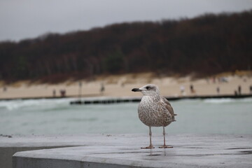 Solitary Seagull Over the Cold Polish Sea