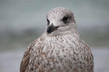 Silent– One Seagull Over the Baltic