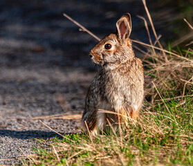 Eastern cottontail (Sylvilagus floridanus) squatting and listening attentively for any sign of danger