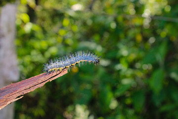 caterpillar on a branch