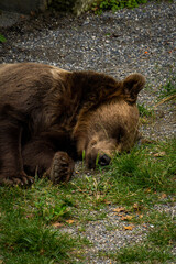 Fototapeta premium Bear in Bear Pit in Bern, Switzerland. Bear is a symbol of Bern city