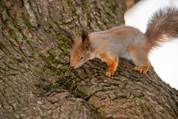 adventure climbing high wire park - people on course in mountain helmet and safety equipment. High quality photo. High quality photo