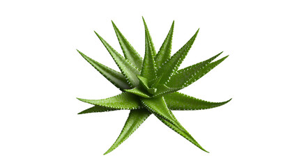 Obraz premium Vibrant green aloe vera against transparent background: nature's soothing succulent