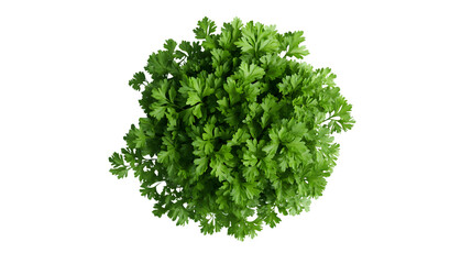 Obraz premium Top view of fresh green parsley against transparent background for culinary inspiration