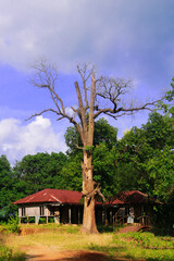Obraz premium Old tree and house in the forest, Chattogram, Bangladesh