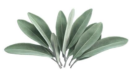 Fresh sage leaves isolated on transparent background for culinary and herbal design