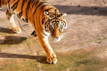 A tiger is walking on a wooden floor