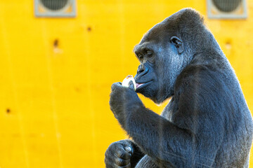 A gorilla is eating a ball © unai