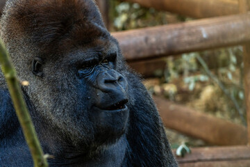 A large black gorilla is sitting on a wooden fence