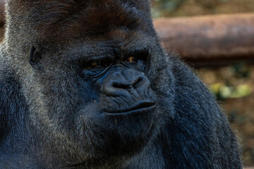 A large black gorilla with a frowning face