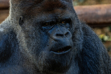 A large black gorilla with a mouth open