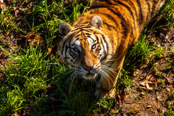A tiger is standing in a grassy area with its head up