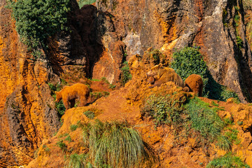 A group of brown bears are walking on a rocky hillside