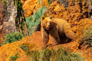 A brown bear is standing on a rocky hillside