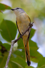 Small Minivet