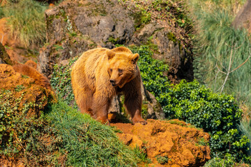 A brown bear is walking on a rocky hillside
