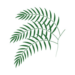 Palm leaf icon illustration Isolated on white background. Green palm leaves isolated on white background. Element illustration for your design. 
