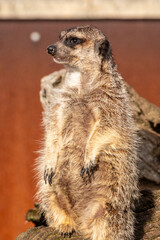 A small animal with a long tail stands on a log