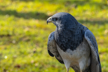 A bird with a black head and gray body is standing on a green field