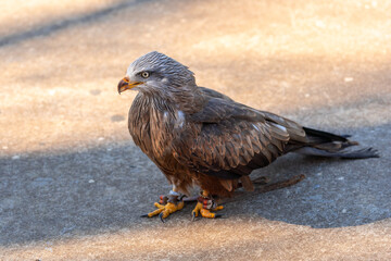 A bird with its wings spread out and its feet on the ground