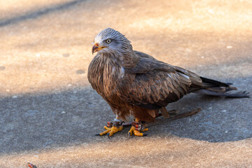 A bird with its feet on the ground and its head up