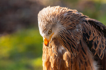 A bird with a brown head and black feathers