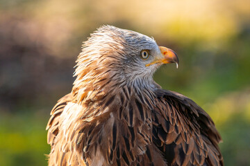 A bird with a brown head and black feathers