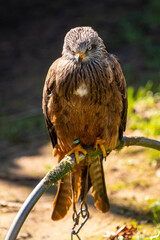 A bird with a blue tag on its leg is perched on a branch